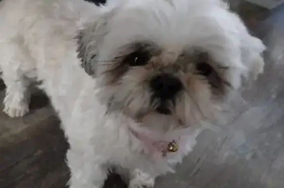 Chien trouvé La Garenne-Colombes, photo: Chien trouvé près de la mairie, La Garenne