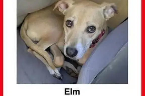 Missing dog , photo: Lost Dog in Tacoma - $$ Reward Offered $$