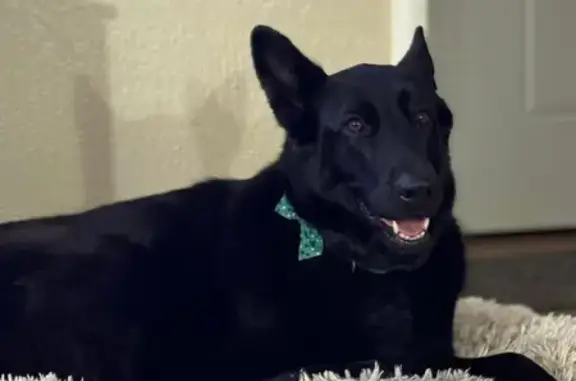 Lost: All Black German Shepherd in 12985