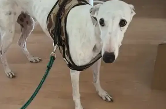 ¡Ayuda! Perra perdida en Jerez: Noah, 11 años