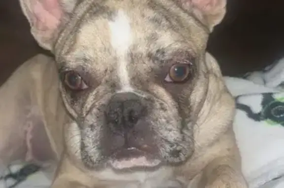 Lost Frenchie: Tan Coat, Heart Condition