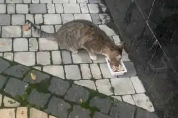 Знайдена кішка на Голосіївсько...