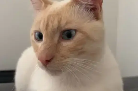 Chatte perdue : Mimi, blanche et marron clair - photo