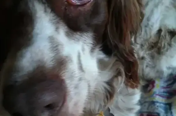 Lost Brittany: Daisy in Traunik, MI