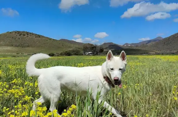 Perra Husky Perdida en Serón: Ojos Únicos