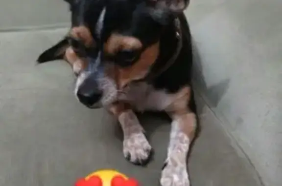 ¡Perro Perdido en Écija, Ayúdanos a Encontrarlo!