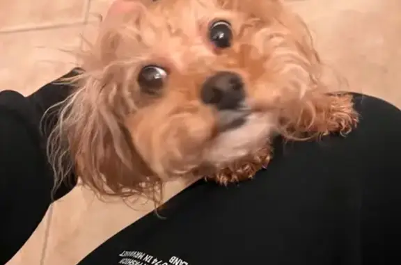 Lost Dog: Friendly Xiao Bao in Nevada