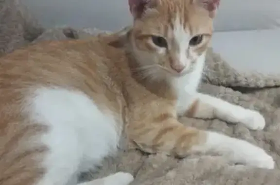 Gato Perdido en Mocejón: Nariz Partida