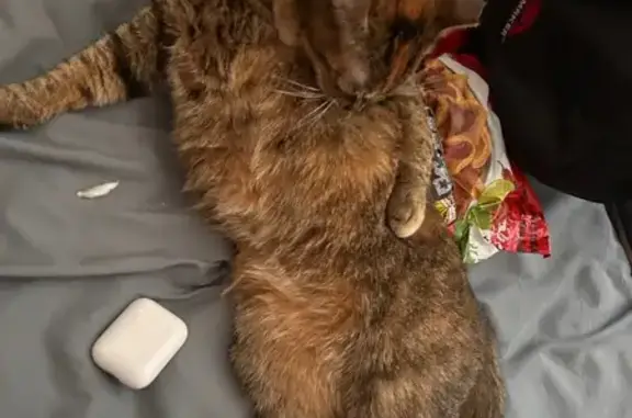 Lost Cat with Clipped Ear in Columbus