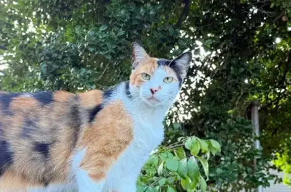 Friendly Calico Cat Lost in South River