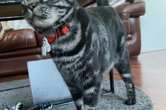 Animaux perdus Nancy, photo: Chat perdu : mâle tigré gris, collier rouge