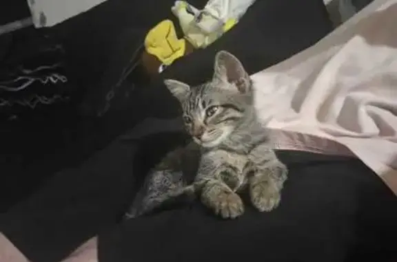 Buscamos a nuestro gatito gris...