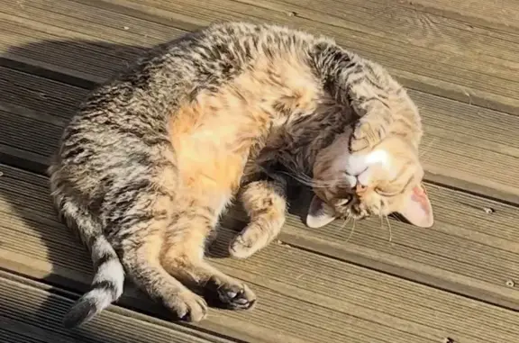 Animaux perdus Toulouse, photo: Chatte perdue, tigrée sombre, Toulouse
