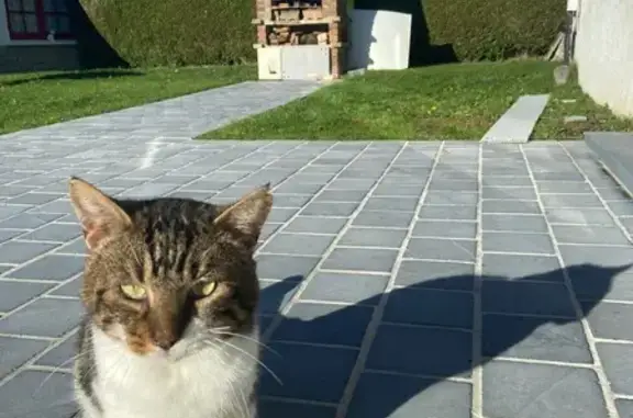 Animaux trouvés , photo: Chat tigré sociable trouvé à Awoingt