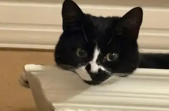 Missing: Friendly Black & White Cat Luna