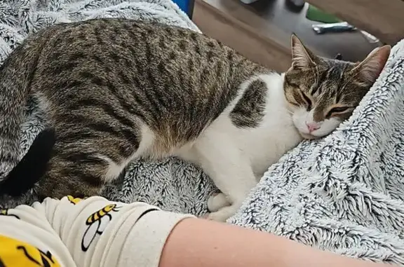 Chat perdu : Petit gris tigré et blanc - photo