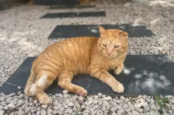 Chat roux perdu, rue de la Marinada - photo