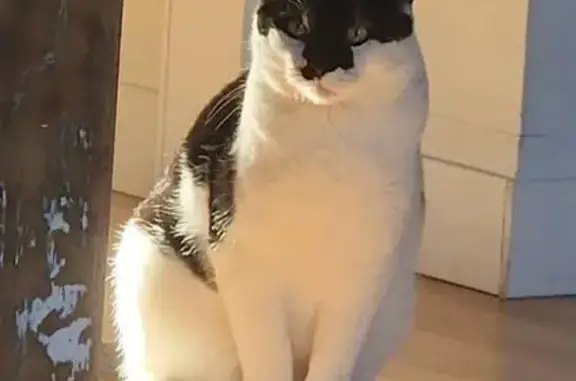 Missing cat De Pere, photo: Lost Tuxedo Cat: Reward on Merrill St