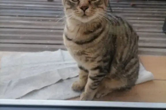 Animaux trouvés Outreau, photo: Jeune chat tigré trouvé à Outreau