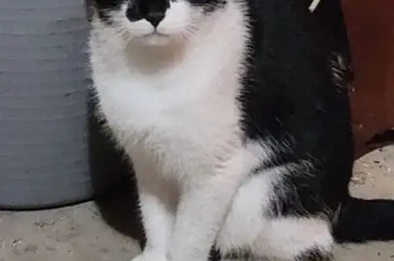 Found cat De Pere, photo: Friendly Found Cat: Needs a Loving Home