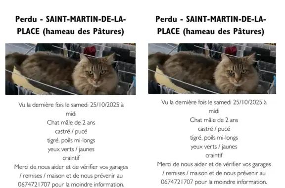 Chat perdu, Gennes-Val-de-Loire, photo: Chat perdu : Européen 2 ans, Hameau des Pâtures