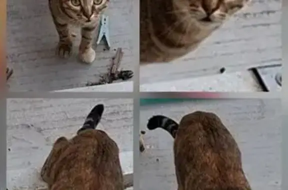 Búsqueda de mascotas, foto: Gato Curioso en Alcobendas: ¿Perdido o con Familia?