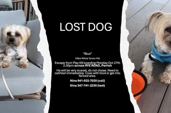 Lost White Terrier Mix Near Rye Road