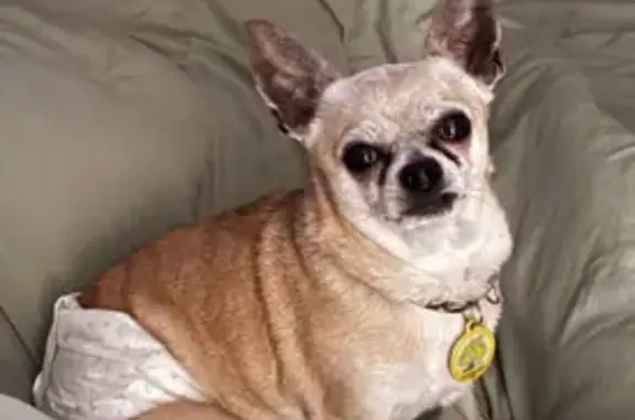 Help Find Bobby: Lost Caramel Chihuahua