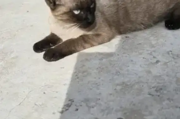Chat trouvé Avignon, photo: Chatte siamoise trouvée à Avignon