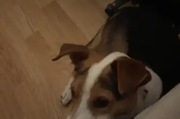 Chien trouvé , photo: Jack Russell trouvé à Saint-Chély-d'Apcher
