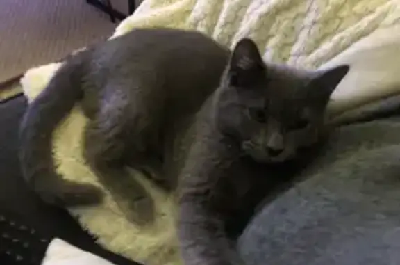 Chat perdu, tête inclinée, Pont-Évêque - photo