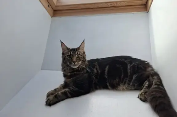 Animaux perdus Attichy, photo: Chat perdu, Rue du Tondu, Attichy