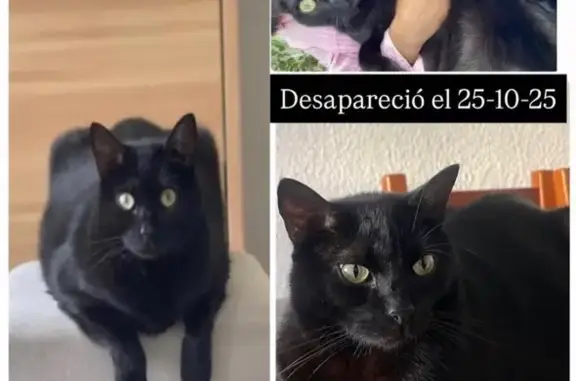 Gato Perdido en Gualba: Lobo Necesita Ayuda