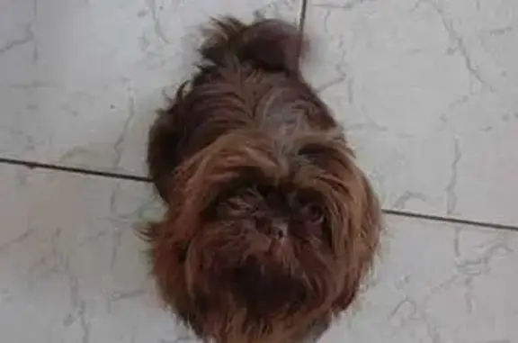 cachorro desaparecida