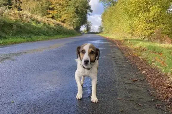 Chien trouvé , photo: Chien trouvé près d'une ferme en Normandie