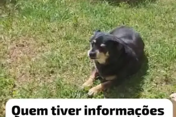 cachorro desaparecida