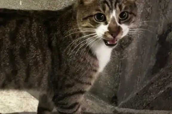 Chat trouvé Saint-Nazaire, photo: Chatte blanche et grise trouvée à St-Nazaire