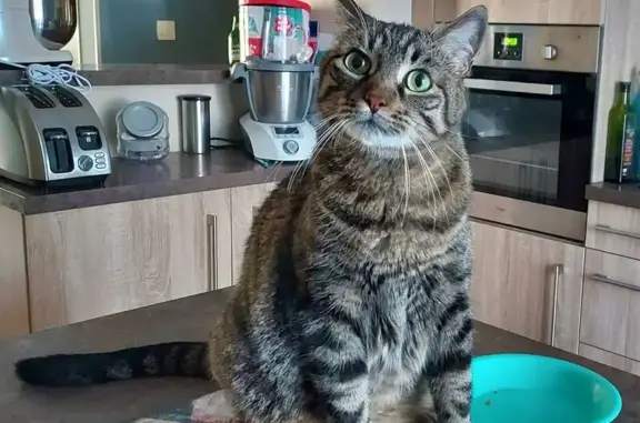 Chat tigré perdu, tatoué, Échirolles - photo