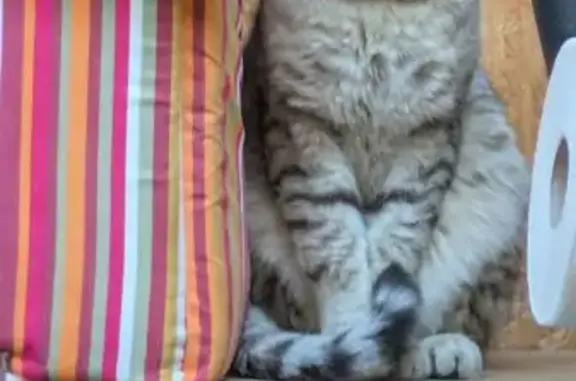 Chat trouvé Lavelanet, photo: Chat tigré gris trouvé rue Pasteur
