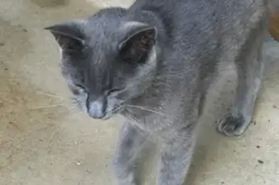 Chat gris perdu à San-Gavino-di-Carbini - photo
