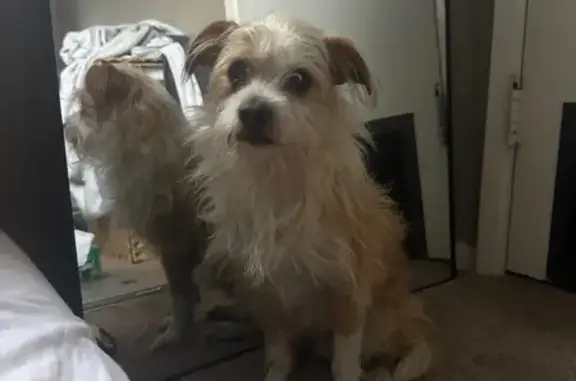 Found pets California City, photo: Found: Sweet Small Dog in Fullerton, CA
