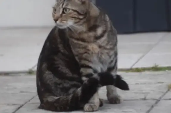 Chat mâle tigré perdu à Orgeval - photo