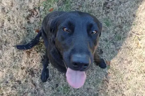 Lost Dog Black: Reward on White Oak Rd