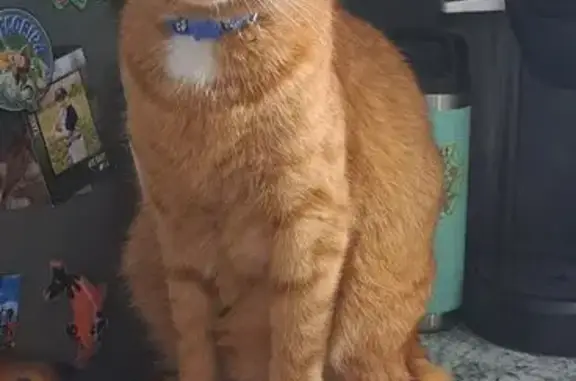 Missing cat Smyrna, photo: Help Find Our Orange Cat: Smyrna Area