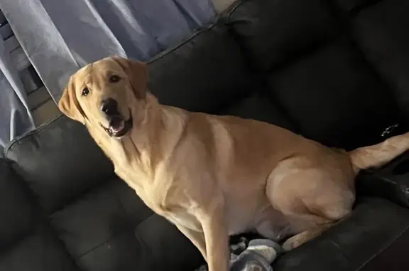Help Find August: Lost Yellow Lab Mix