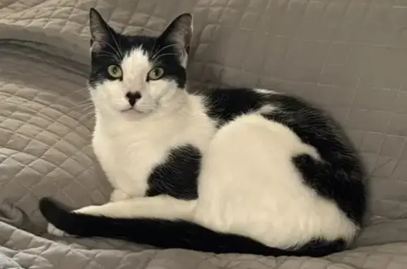 Lost Cat: Shy, Food-Loving, Ellis St.