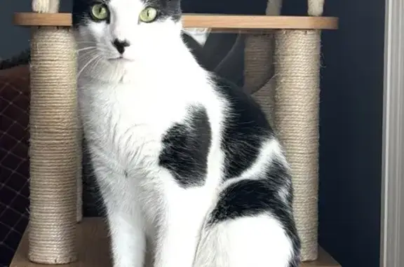 Lost Cat: Shy, Food-Loving, El...