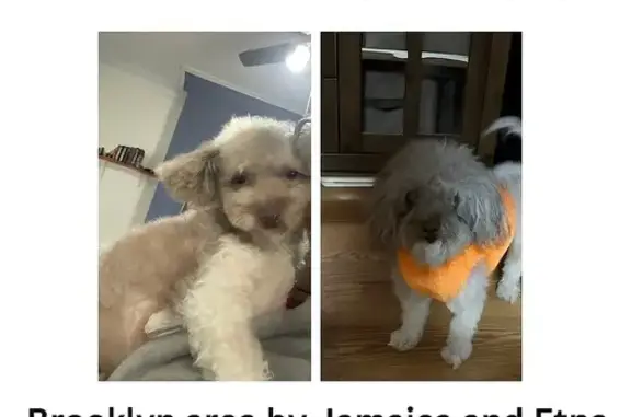 Lost Dog: Sweet Pup in Green Dress