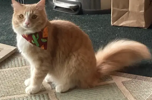 Missing cat Lahaina, photo: Lost Fluffy Orange Cat in Lahaina Area