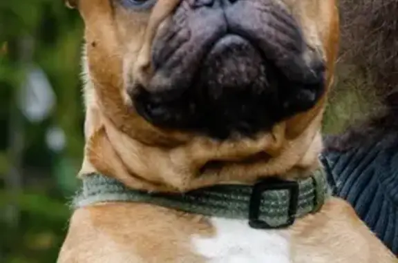 Lost French Bulldog on Northcrest Rd